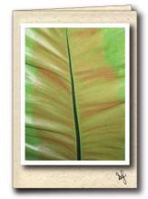 Close up of tropical leaf
